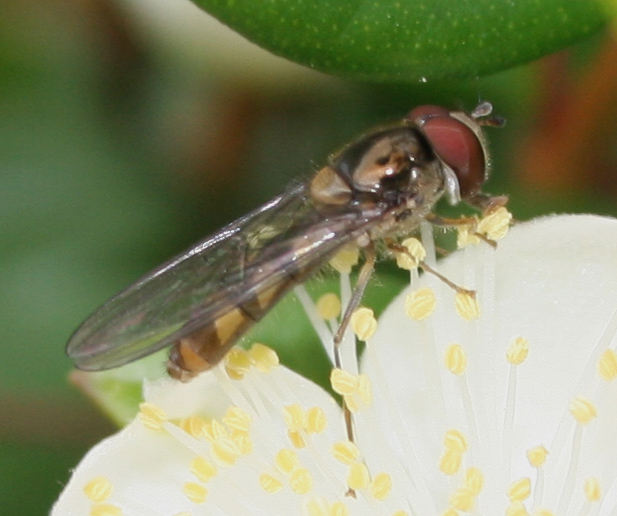 Episyrphus (Meliscaeva) auricollis: Dittero Syrphidae.